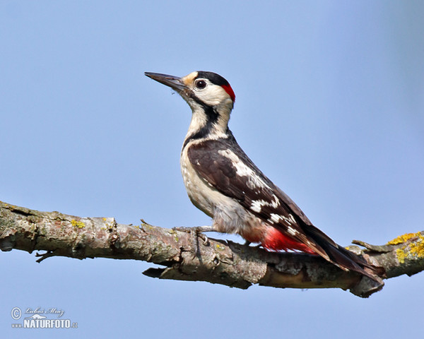 Ďatel hnedkavý (Dendrocopos syriacus)