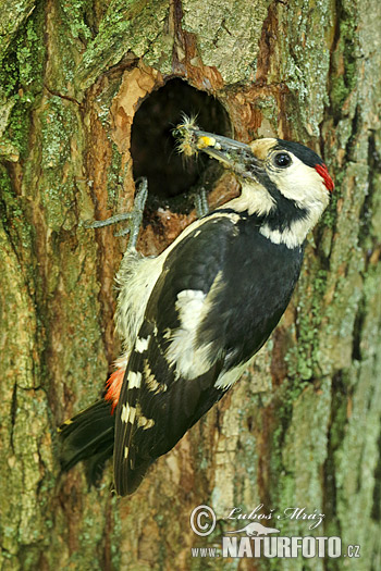 Ďatel hnedkavý (Dendrocopos syriacus)