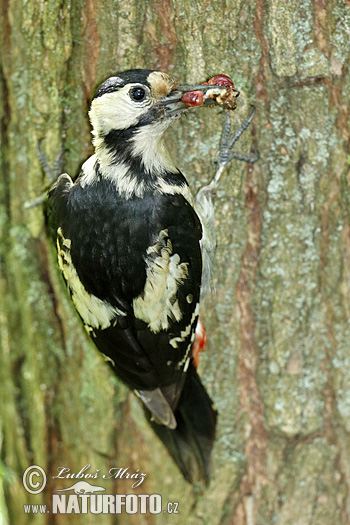 Ďatel hnedkavý (Dendrocopos syriacus)