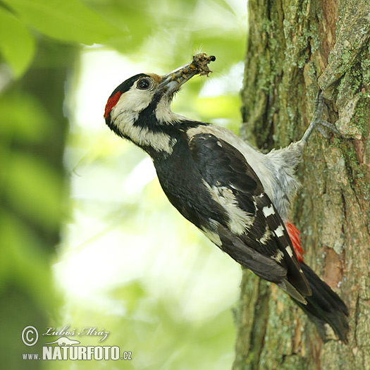 Ďatel hnedkavý (Dendrocopos syriacus)