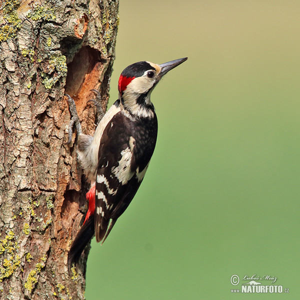 Ďatel hnedkavý (Dendrocopos syriacus)