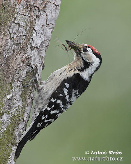 Ďateľ malý (Dendrocopos minor)