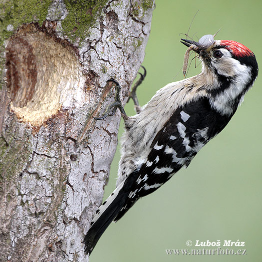 Ďateľ malý (Dendrocopos minor)