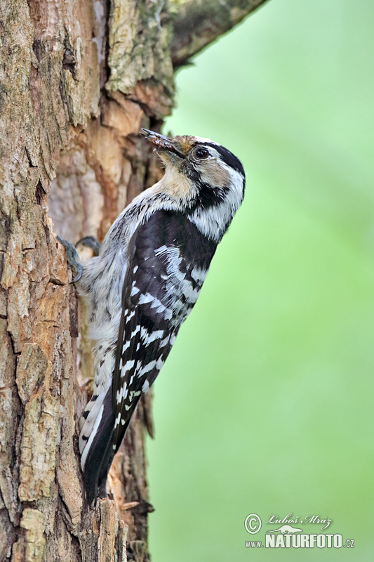 Ďateľ malý (Dendrocopos minor)