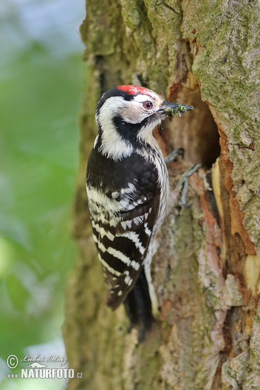 Ďateľ malý (Dendrocopos minor)