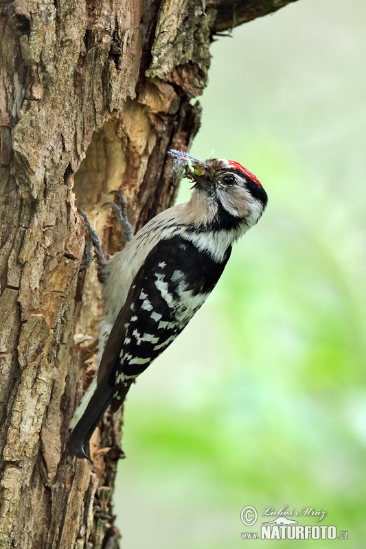 Ďateľ malý (Dendrocopos minor)