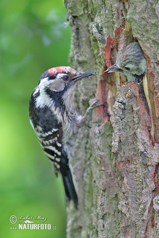 Ďateľ malý (Dendrocopos minor)