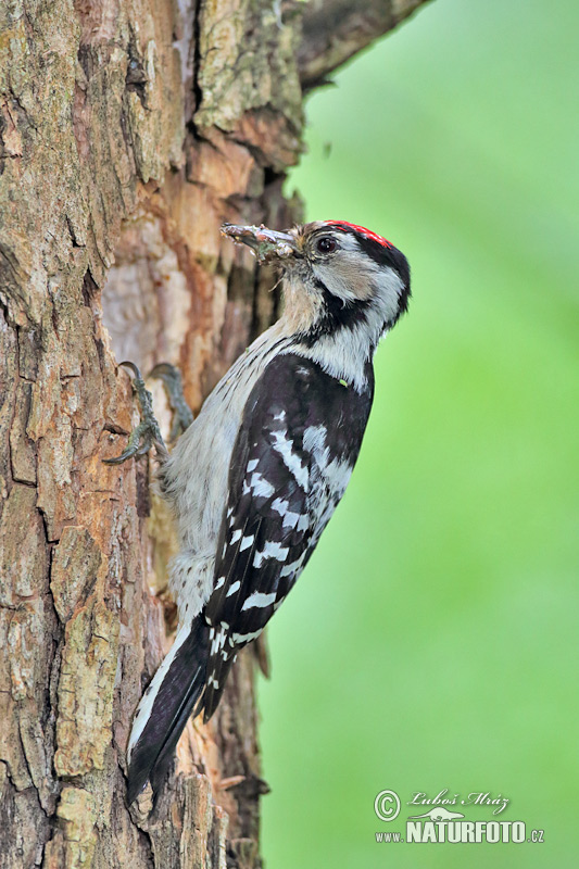 Ďateľ malý (Dendrocopos minor)