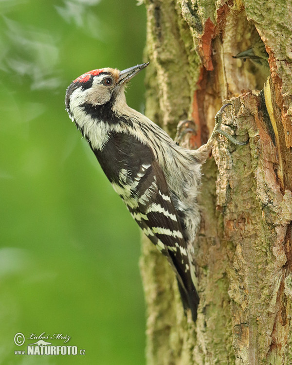 Ďateľ malý (Dendrocopos minor)