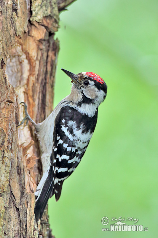 Ďateľ malý (Dendrocopos minor)