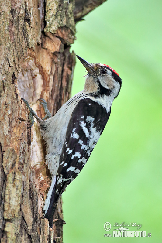 Ďateľ malý (Dendrocopos minor)