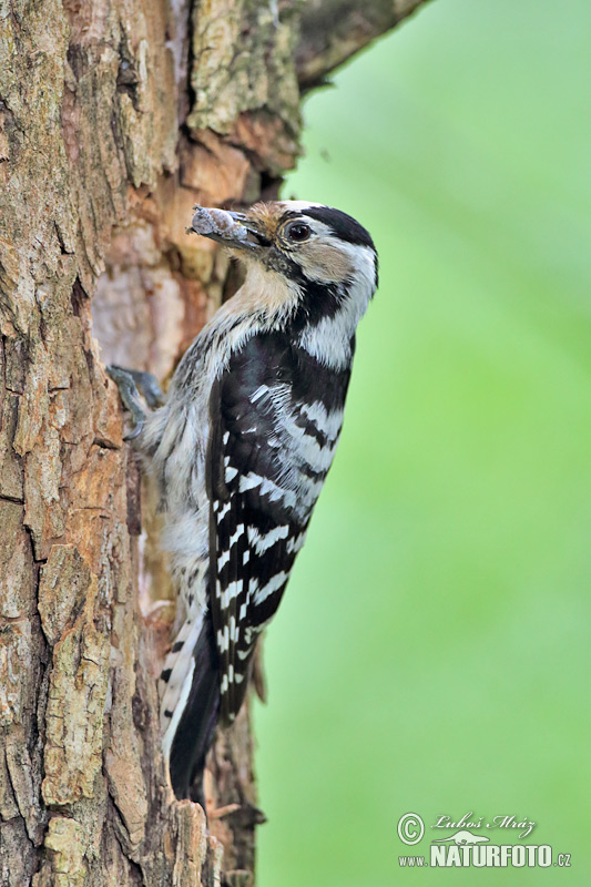 Ďateľ malý (Dendrocopos minor)