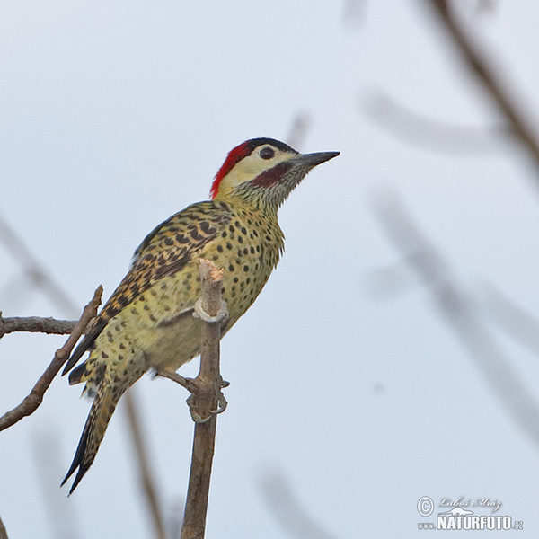 Datel mravenčí (Colaptes melanochloros)