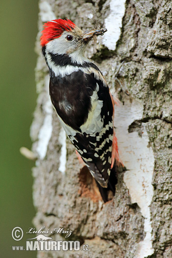 Ďateľ prostredný (Dendrocopos medius)