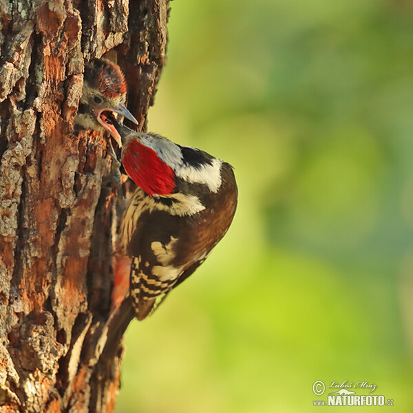 Ďateľ prostredný (Dendrocopos medius)