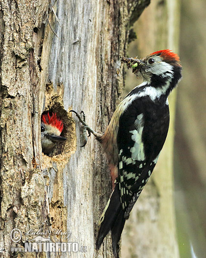 Ďateľ prostredný (Dendrocopos medius)