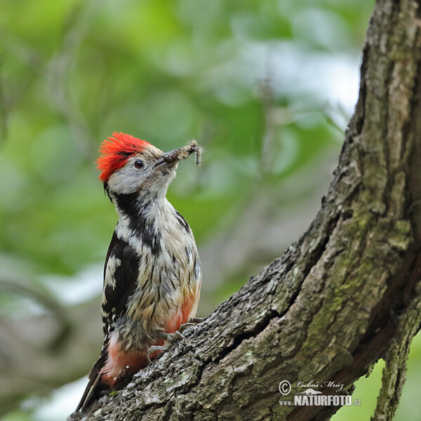 Ďateľ prostredný (Dendrocopos medius)