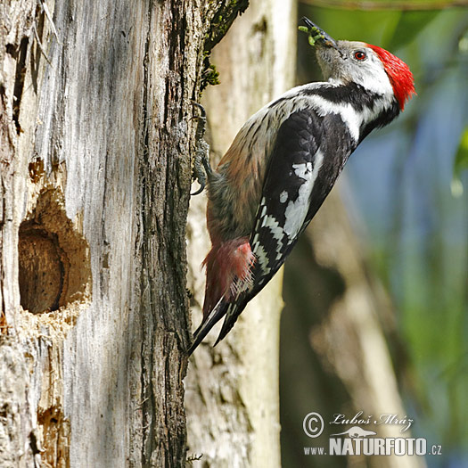 Ďateľ prostredný (Dendrocopos medius)