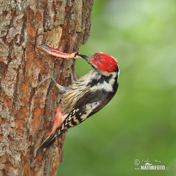 Ďateľ prostredný (Dendrocopos medius)