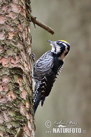 Ďateľ trojprstý, Ďubník trojprstý (Picoides tridactylus)