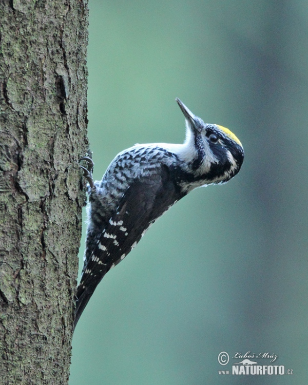 Ďateľ trojprstý, Ďubník trojprstý (Picoides tridactylus)