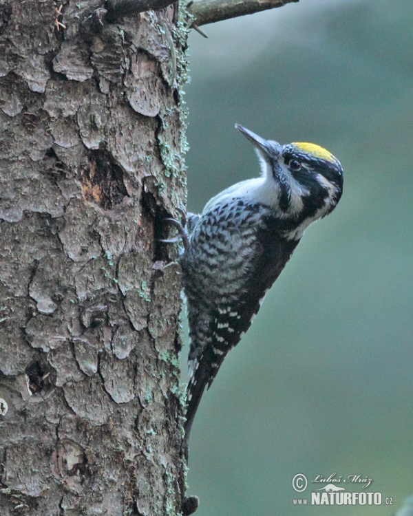 Ďateľ trojprstý, Ďubník trojprstý (Picoides tridactylus)