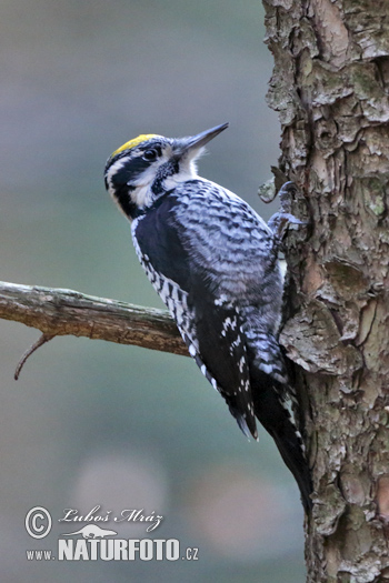 Ďateľ trojprstý, Ďubník trojprstý (Picoides tridactylus)