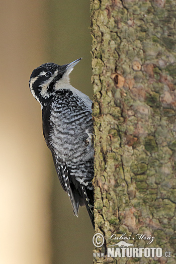 Ďateľ trojprstý, Ďubník trojprstý (Picoides tridactylus)