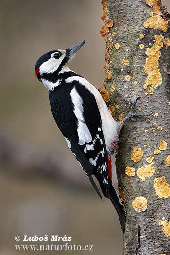 Ďateľ veľký (Dendrocopos major)