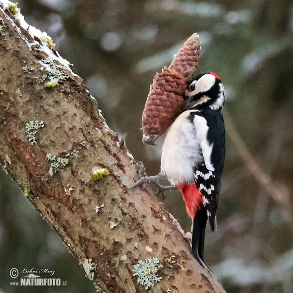 Ďateľ veľký (Dendrocopos major)