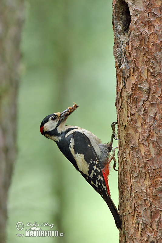 Ďateľ veľký (Dendrocopos major)