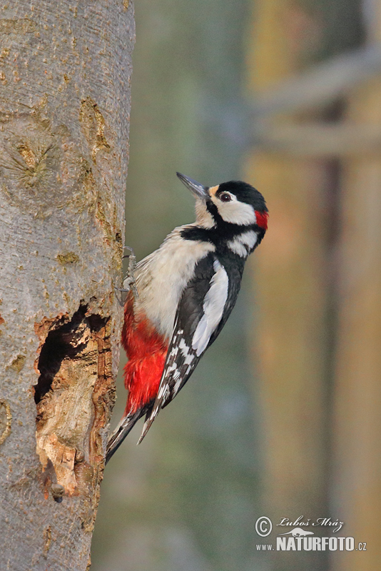 Ďateľ veľký (Dendrocopos major)