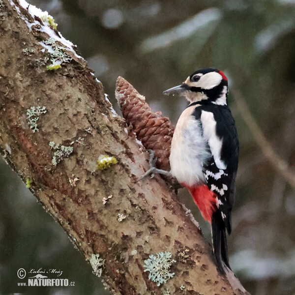 Ďateľ veľký (Dendrocopos major)