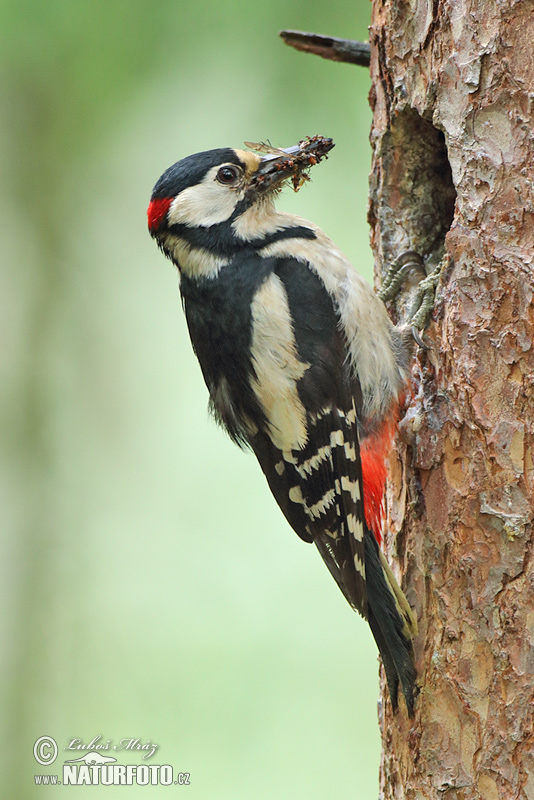 Ďateľ veľký (Dendrocopos major)