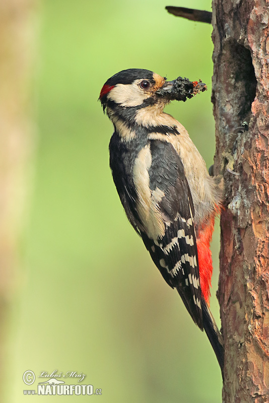 Ďateľ veľký (Dendrocopos major)