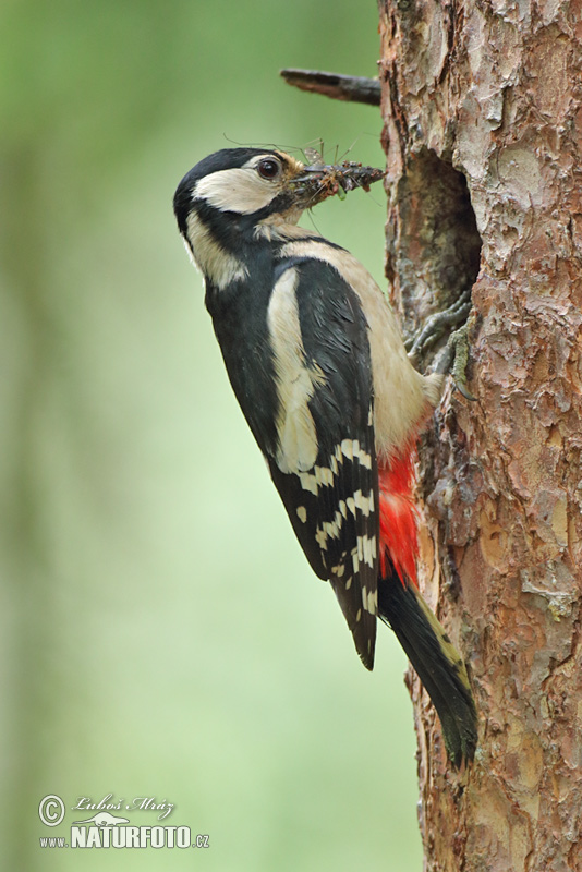 Ďateľ veľký (Dendrocopos major)