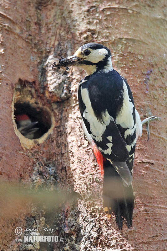 Ďateľ veľký (Dendrocopos major)