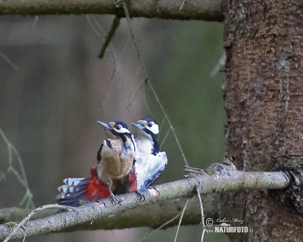Ďateľ veľký (Dendrocopos major)