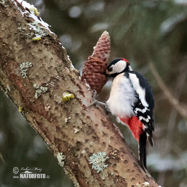 Ďateľ veľký (Dendrocopos major)