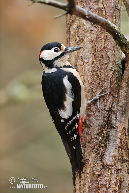 Ďateľ veľký (Dendrocopos major)