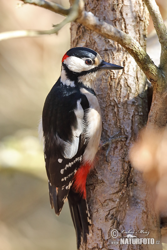 Ďateľ veľký (Dendrocopos major)