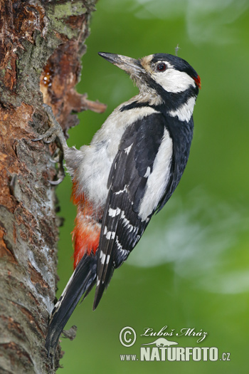 Ďateľ veľký (Dendrocopos major)