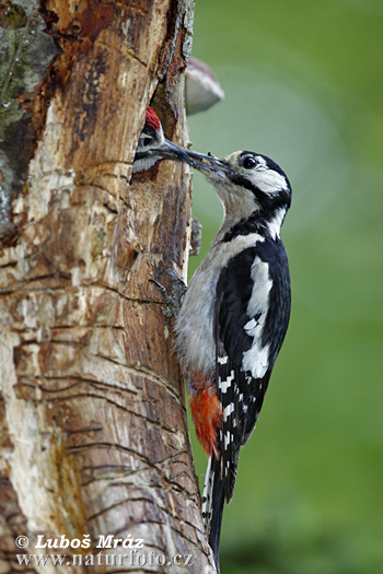 Ďateľ veľký (Dendrocopos major)