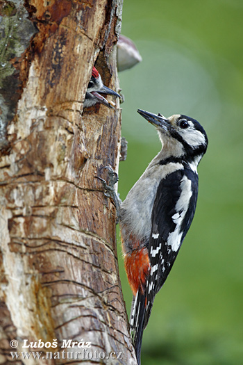 Ďateľ veľký (Dendrocopos major)