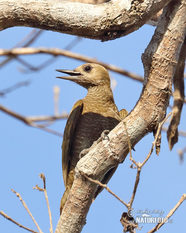 Datel vrabčí (Veniliornis passerinus)