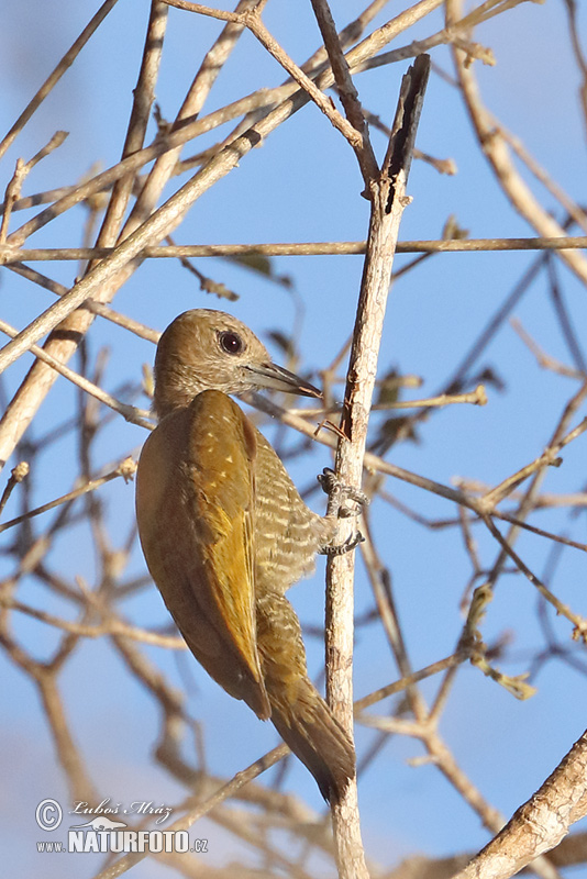 Datel vrabčí (Veniliornis passerinus)