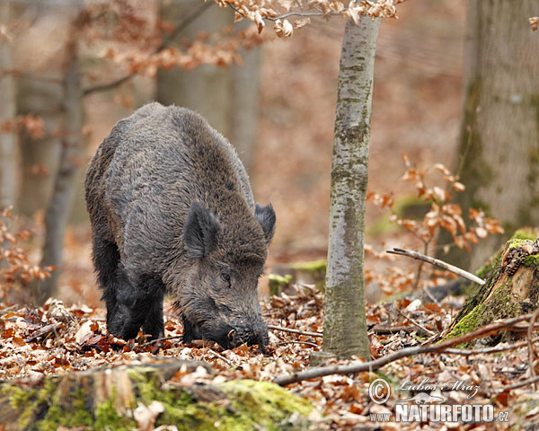 Diviak lesný (Sus scrofa)