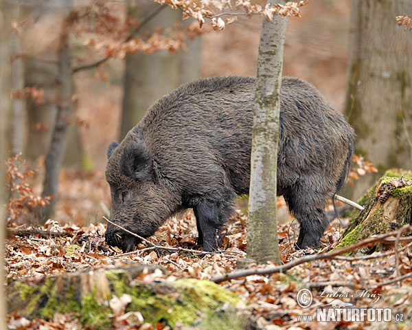 Diviak lesný (Sus scrofa)