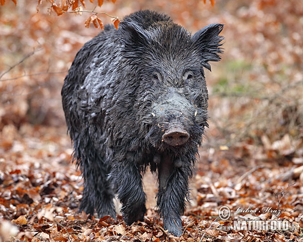 Diviak lesný (Sus scrofa)