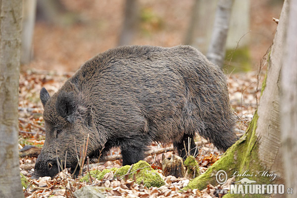 Diviak lesný (Sus scrofa)